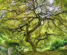 亚特兰大对意大利杯的态度